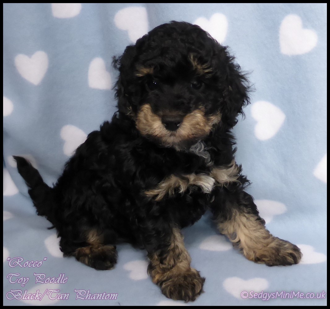 Black and store tan toy poodle